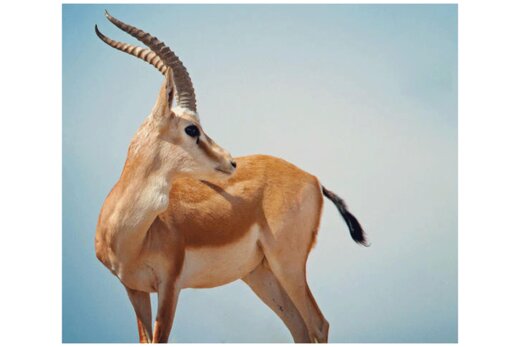 ببینید | تصویری دیدنی از  مهاجرت جالب آهوهای زیبا