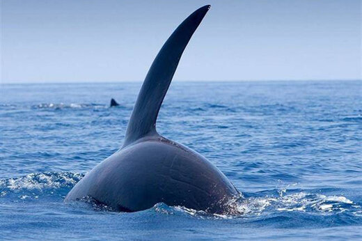 ببینید | صحنه پهپادی نادر از بغل کردن دو نهنگ در حال انقراض
