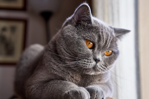 ببینید | واکنش خنده‌دار یک گربه در تقابل ناگهانی با آینه