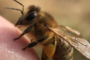 عکس | شما میدونستین زنبور عسل انگشت داره؟!