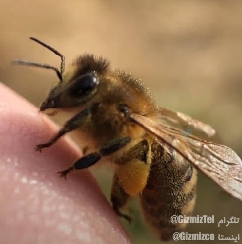 عکس | شما میدونستین زنبور عسل انگشت داره؟!