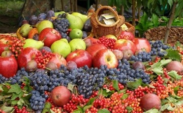 تولید ۶۲۰هزارتن محصولات باغی در قزوین