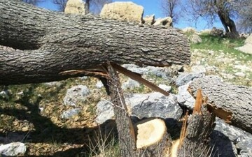 قطع ۶ هزار و ۷۰۰ اصله درخت بلوط در کهمان سلسله 
