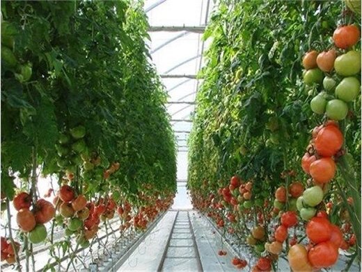 ۱۲ هزار تن محصولات گلخانه ای در لرستان تولید میشود 