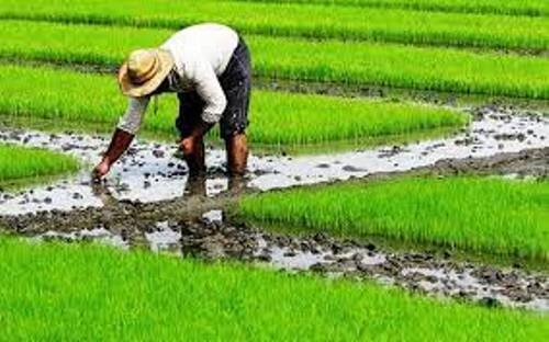کشت برنج در قزوین آغاز شد