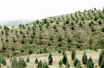 جنگل‌کاری اراضی شهرستان مهدی‌شهر ۸۰ درصد پیشرفت فیزیکی دارد