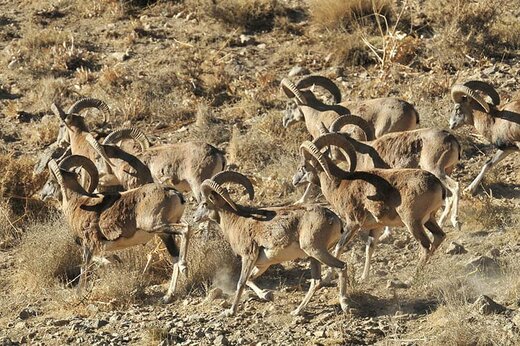 در برابر انقراض گونه‌ها، انتخاب با ماست: انفعال یا اقدام