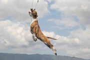 ببینید | پرواز باورنکردنی و شگفت‌انگیز یک سگ در آسمان!