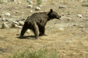 ببینید | کمک به توله خرس نالان‌ در کوه‌های زاگرس