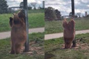 ببینید | حرکات جالب و خنده‌دار یک خرس با میله