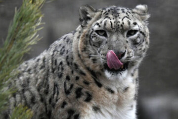 عکس | قابی تلخ و تکان‌دهنده از شکار یوزپلنگ با بیل