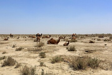 واکنش گورخرهای تلف‌شده به هشدارهای محیط زیستی!