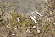 ببینید | تلف شدن هزاران ماهی در پارک ملی دز