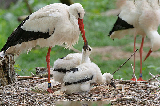 ببینید | اقدام بی‌رحمانه یک لک‌لک‌ ماده و قتل یکی از فرزندانش