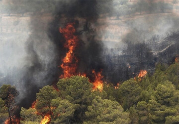 اینجا ۴ سال است که می‌سوزد/نتیجه آتش‌سوزی دیل؛ مرگ درختان صدساله 