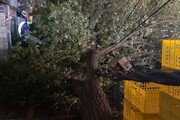 عکس | شکسته شدن تیر چراغ برق و درختان در خیابان فلاح تهران پس از تندباد