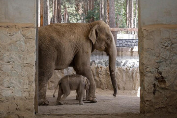 تصاویر | قاب‌هایی تماشایی و احساسی از بچه فیل آسیایی متولد شده در باغ وحش ارم