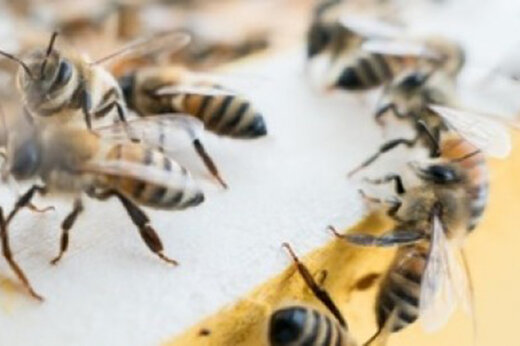 ببینید | تلاش باورنکردنی و موفقیت‌آمیز دو زنبور در باز کردن در بطری نوشابه