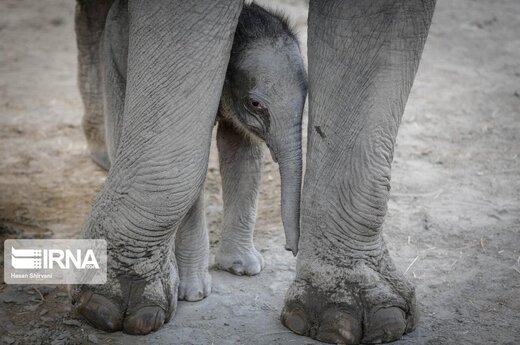 بچه فیل آسیایی متولدشده در باغ وحش ارم