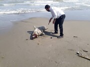 کشف لاشه یک حیوان کمیاب در ساحل خزر