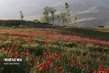 دشت شقایق‌های وحشی در استان گلستان