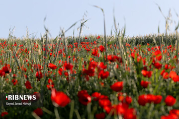 دشت شقایق‌های وحشی در استان گلستان
