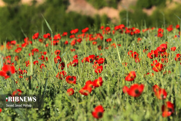 دشت شقایق‌های وحشی در استان گلستان