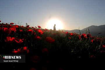 دشت شقایق‌های وحشی در استان گلستان