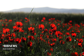 تصاویر | دشت شقایق‌های وحشی در استان گلستان