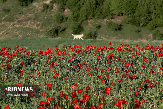 دشت شقایق‌های وحشی در استان گلستان