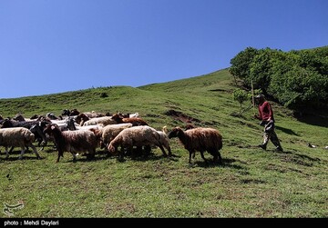 آغاز کوچ عشایر قره داغ