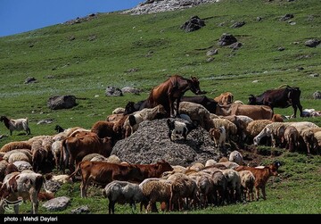 آغاز کوچ عشایر قره داغ