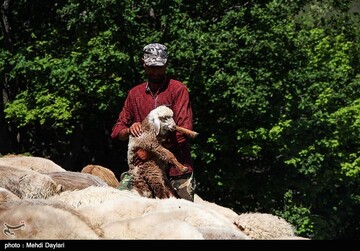 آغاز کوچ عشایر قره داغ