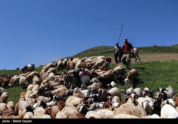آغاز کوچ عشایر قره داغ