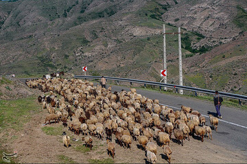 تصاویر | آغاز کوچ عشایر