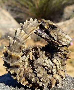 با عجیب‌ترین جانوران کره زمین آشنا شوید