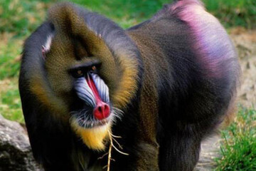 تصاویر | با عجیب‌ترین جانوران کره زمین آشنا شوید