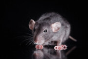 ببینید | حمله موش‌ها به مزارع در استرالیا