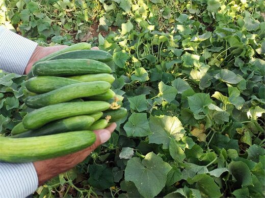 ۲ تُن صیفی‌جات و خرما میان مددجویان کمیته امداد بِن توزیع شد