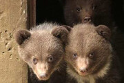 ببینید | تصاویری تماشایی از خرس ماده به همراه سه توله تازه متولد شده در البرز شمالی