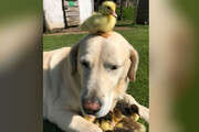 ببینید | دوستی پراحساس و جالب یک سگ با یک جوجه اردک
