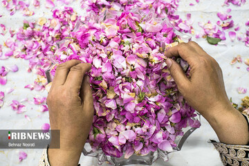 آیین ملی و مذهبی گل غلتان