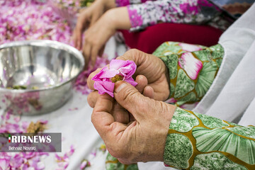 آیین ملی و مذهبی گل غلتان