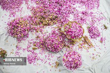 آیین ملی و مذهبی گل غلتان