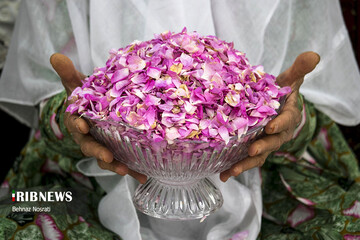 آیین ملی و مذهبی گل غلتان