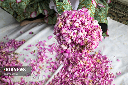 آیین ملی و مذهبی گل غلتان