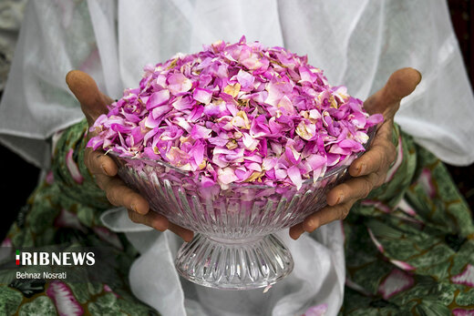 آیین ملی و مذهبی گل غلتان