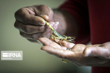 تصاویر | قاب‌های عجیب و ترسناک از مزرعه پرورش عقرب