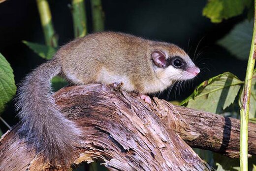 مشاهده سنجابک درختی برای نخستین بار در قزوین/ عکس
