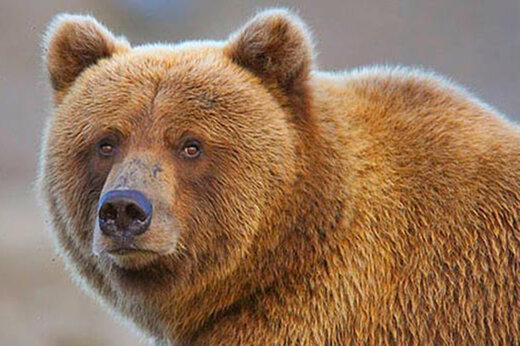 ببینید | شجاعت تحسین‌برانگیز دختر جوان در مبارزه با خرس قهوه‌ای